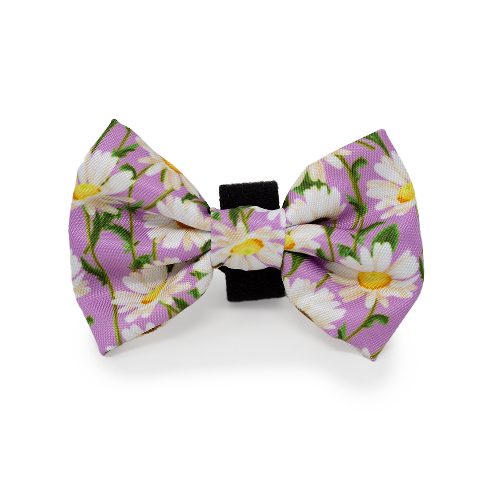 Daisy Dreams Design Dog Collar
