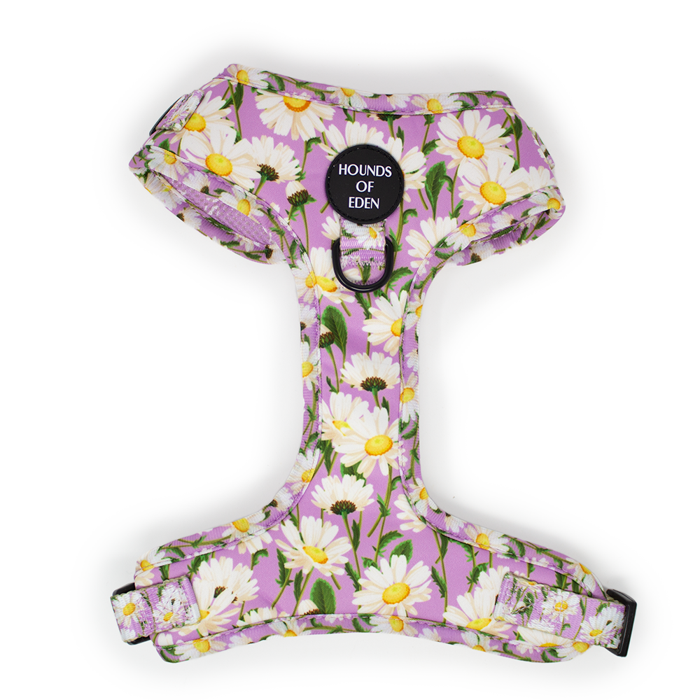 Daisy Dreams Design Dog Collar