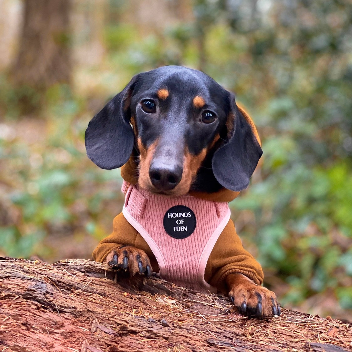 Brown Dog Hoodie