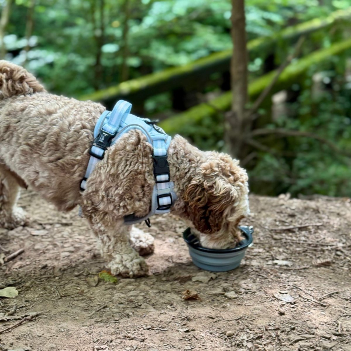 Collapsible Dog Travel Bowl – Grey
