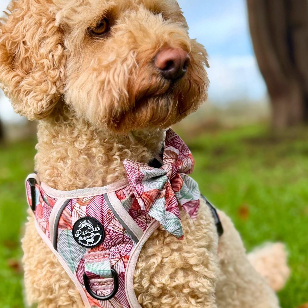 Autumn Breeze Dog Sailor Bow – PupClub Couture