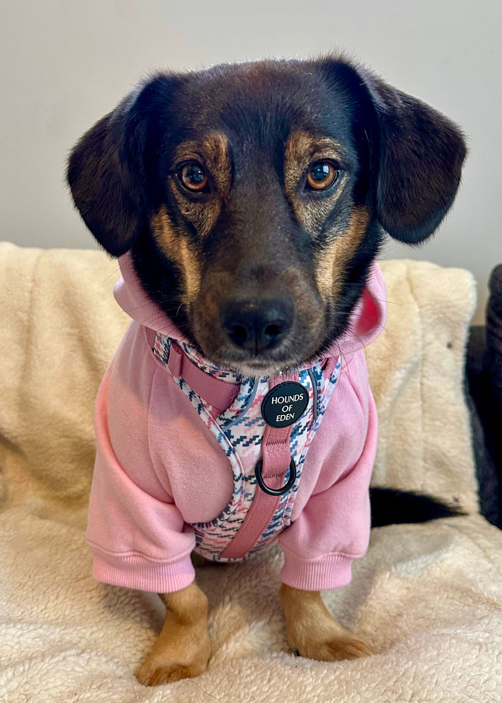 Lilac Dog Hoodie