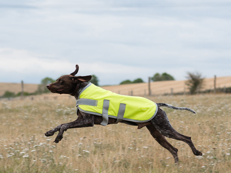 Classic 150g Waterproof Dog Coat – High Viz Yellow 🐾