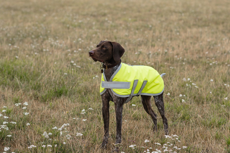 Classic 150g Waterproof Dog Coat – High Viz Yellow 🐾