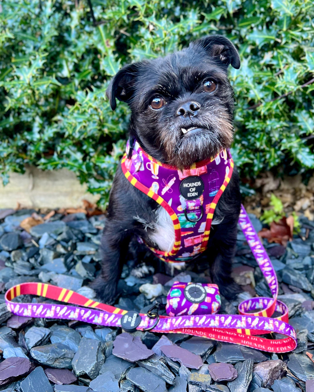 Harry Pawter Dog Collar – Hounds of Eden
