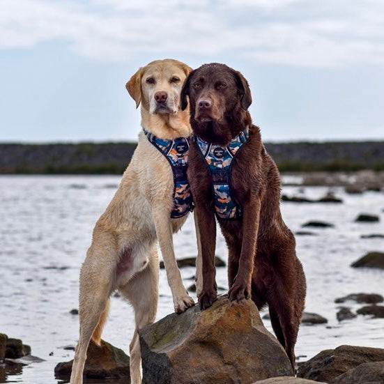 Supaw Strong™ 'Brush It Off' Utility Harness