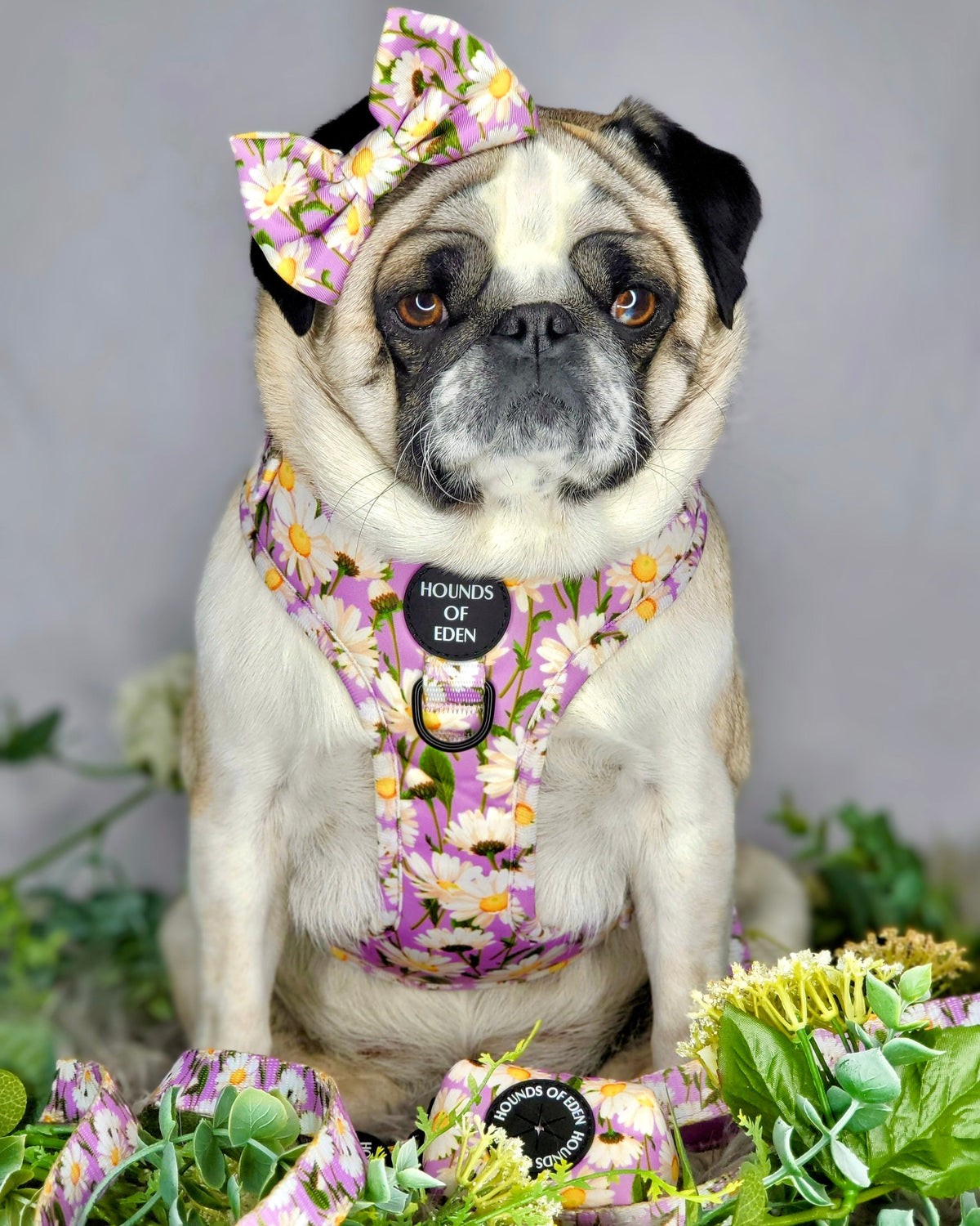 Daisy Dreams Design Dog Harness