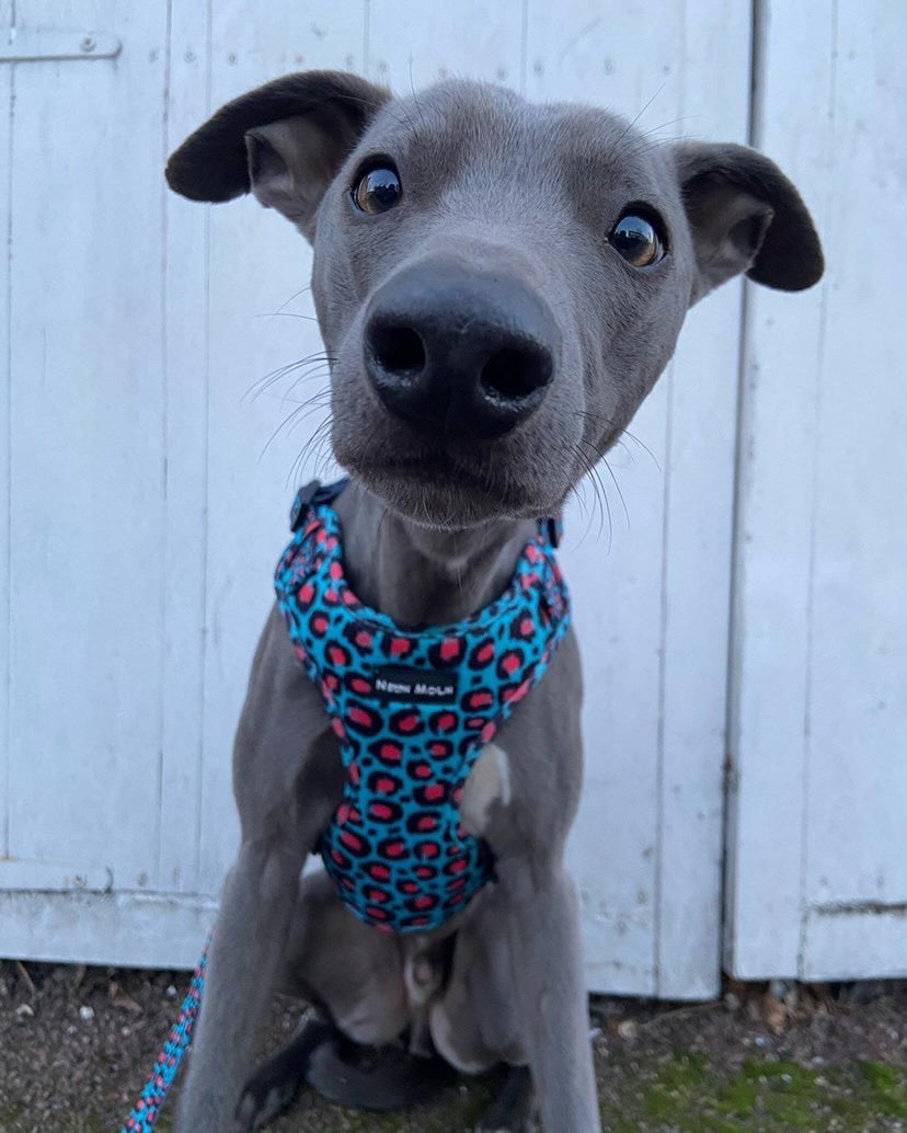 The Willow Mesh Dog Harness