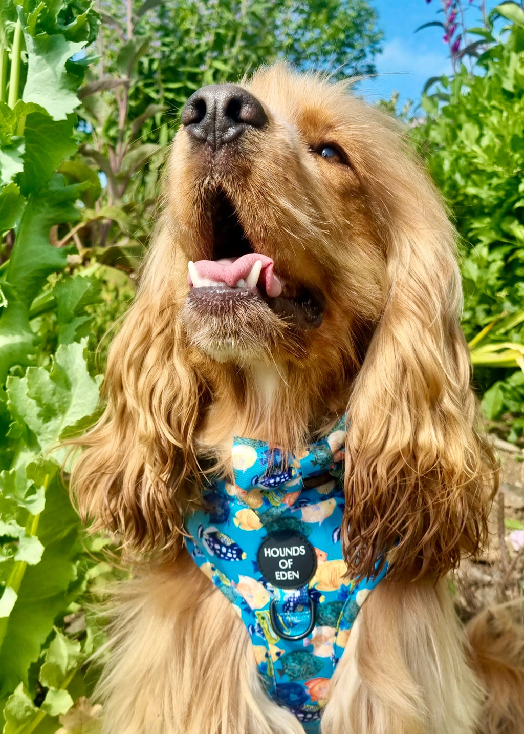 Under The Sea Design Dog Collar