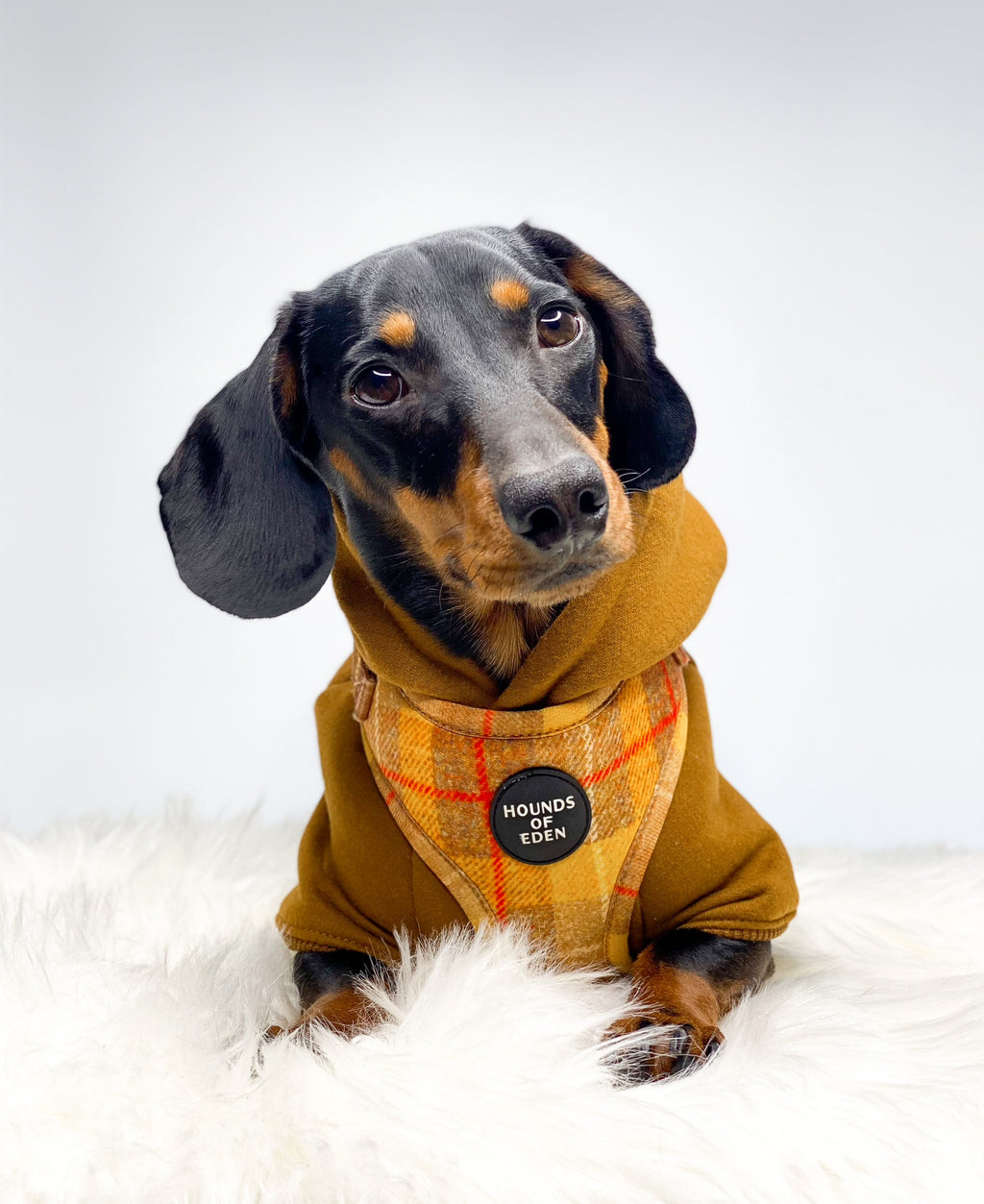 Honey Yellow Check Dog Harness