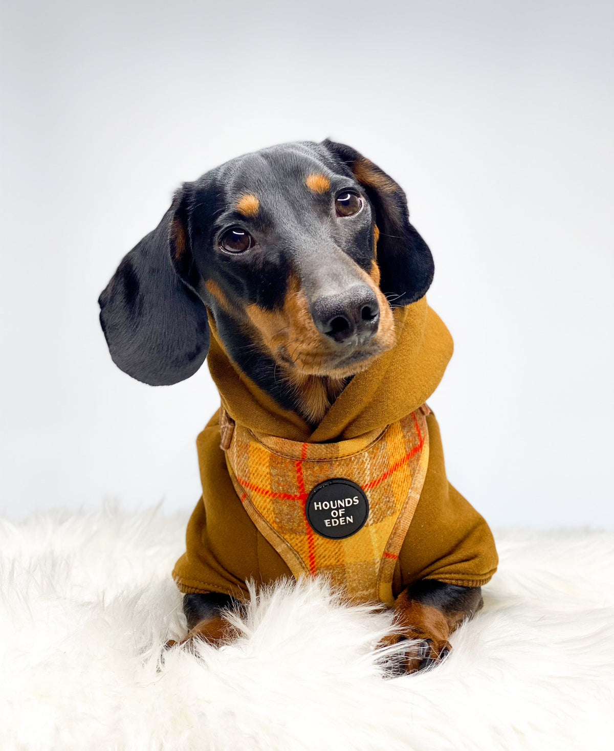 Honey Yellow Check Dog Harness