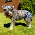 'Steel Leopard' - Dog Season Hygiene Panties