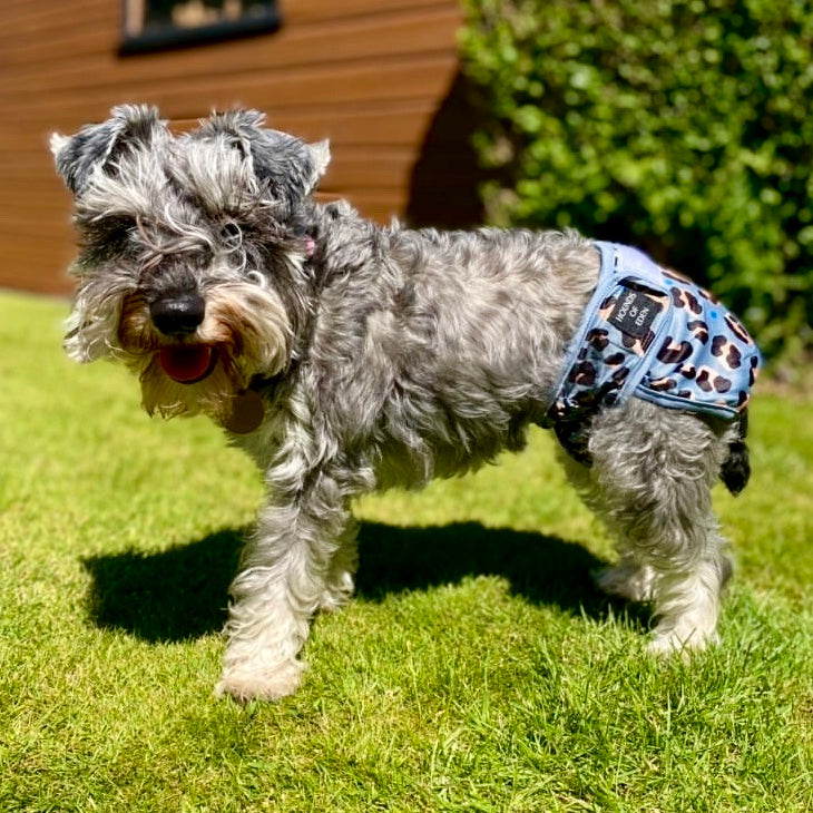'Steel Leopard' - Dog Season Hygiene Panties