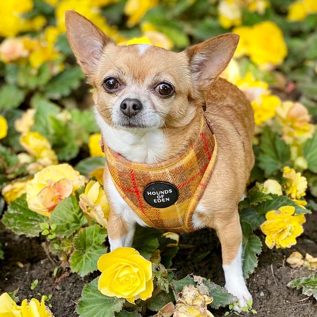 Honey Yellow Check Dog Harness