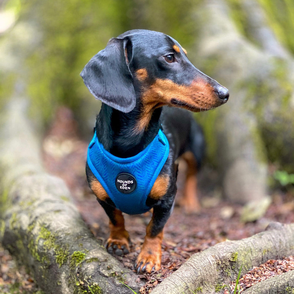 Bruce Blue & Teal Herringbone Tweed-Inspired Dog Harness
