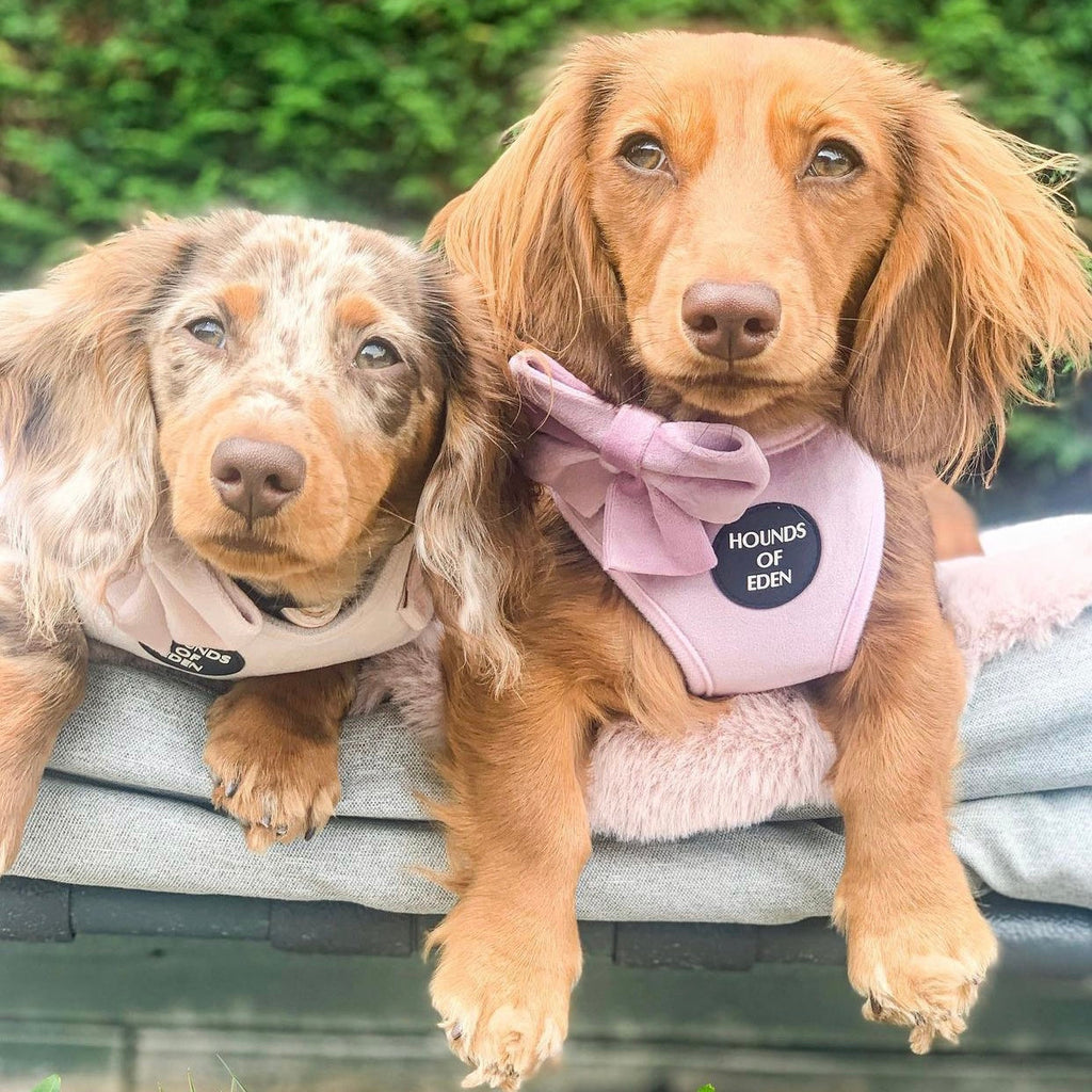 Lilac Dreams Velvet Dog Harness with Rose-Gold Hardware