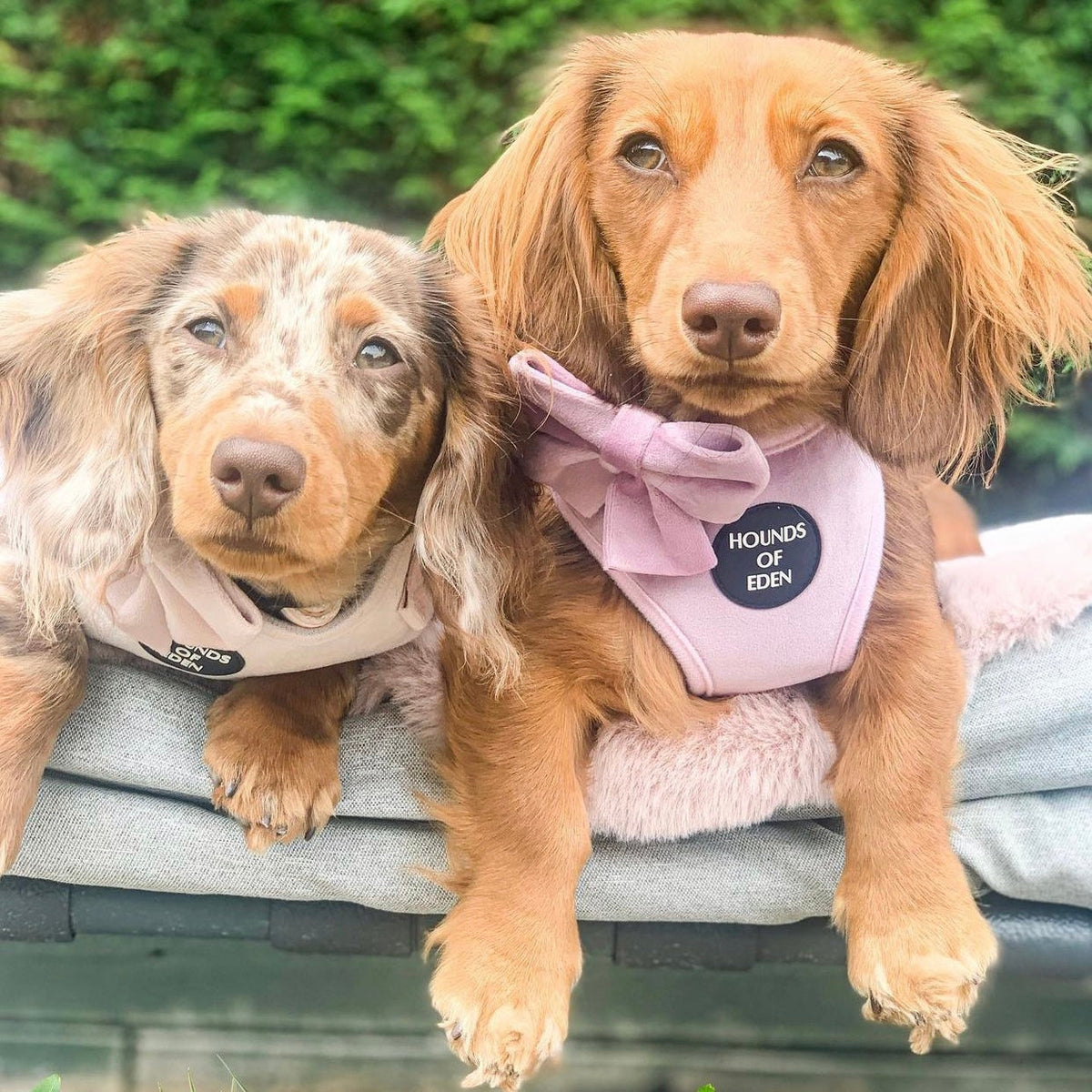 Lilac Dreams Velvet Dog Harness with Rose-Gold Hardware