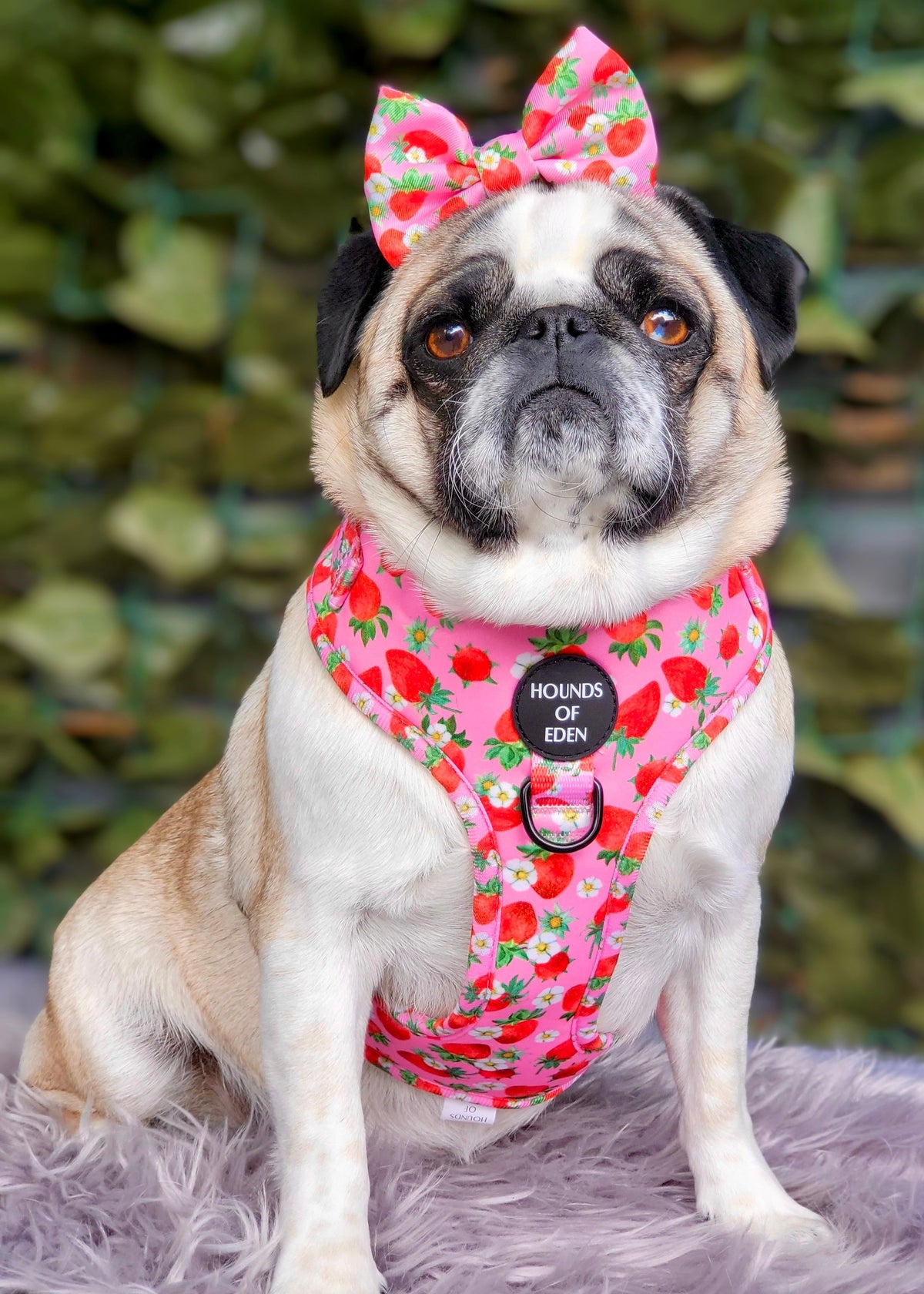 Strawberry Patch Design Dog Harness