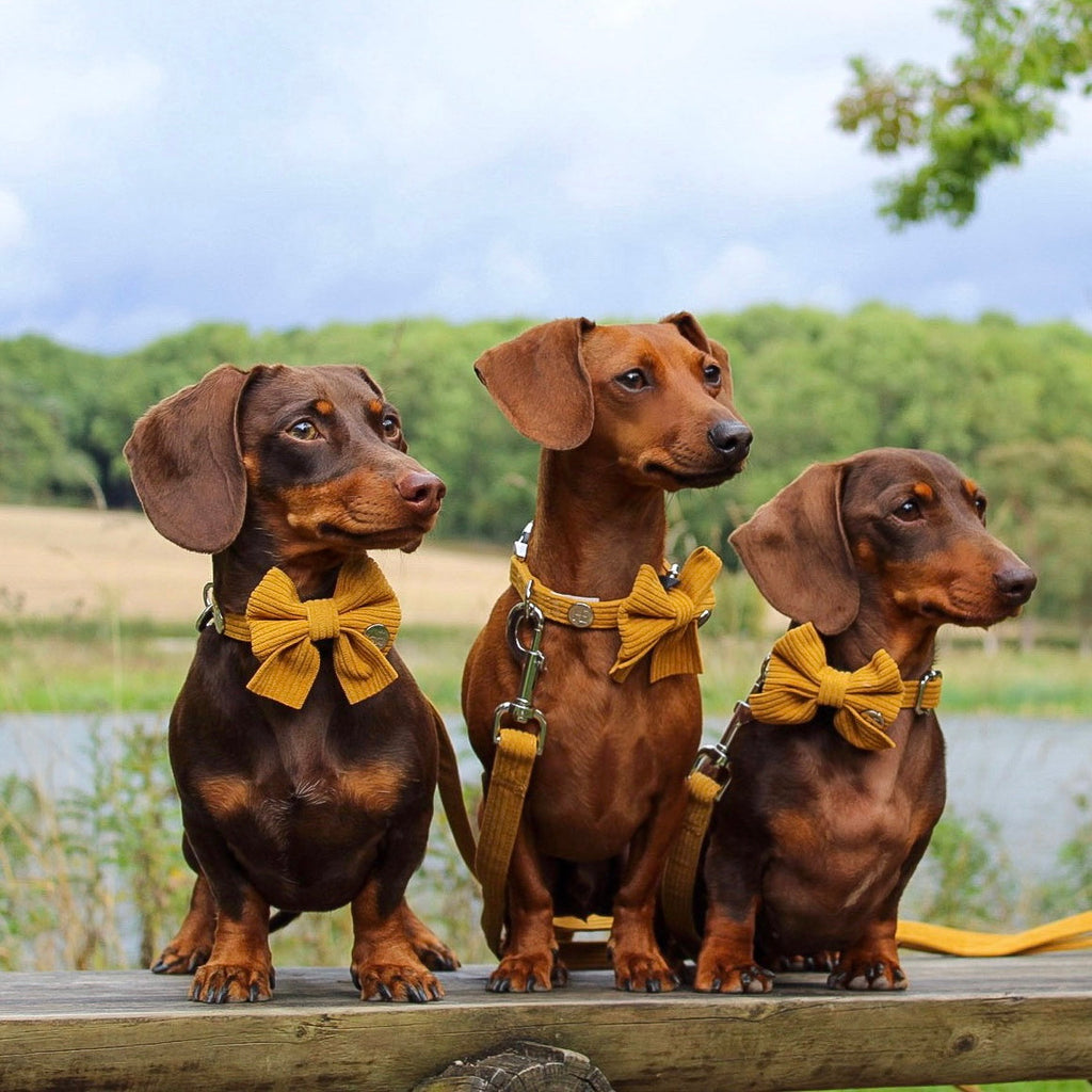 Mustard Yellow Corduroy Collar