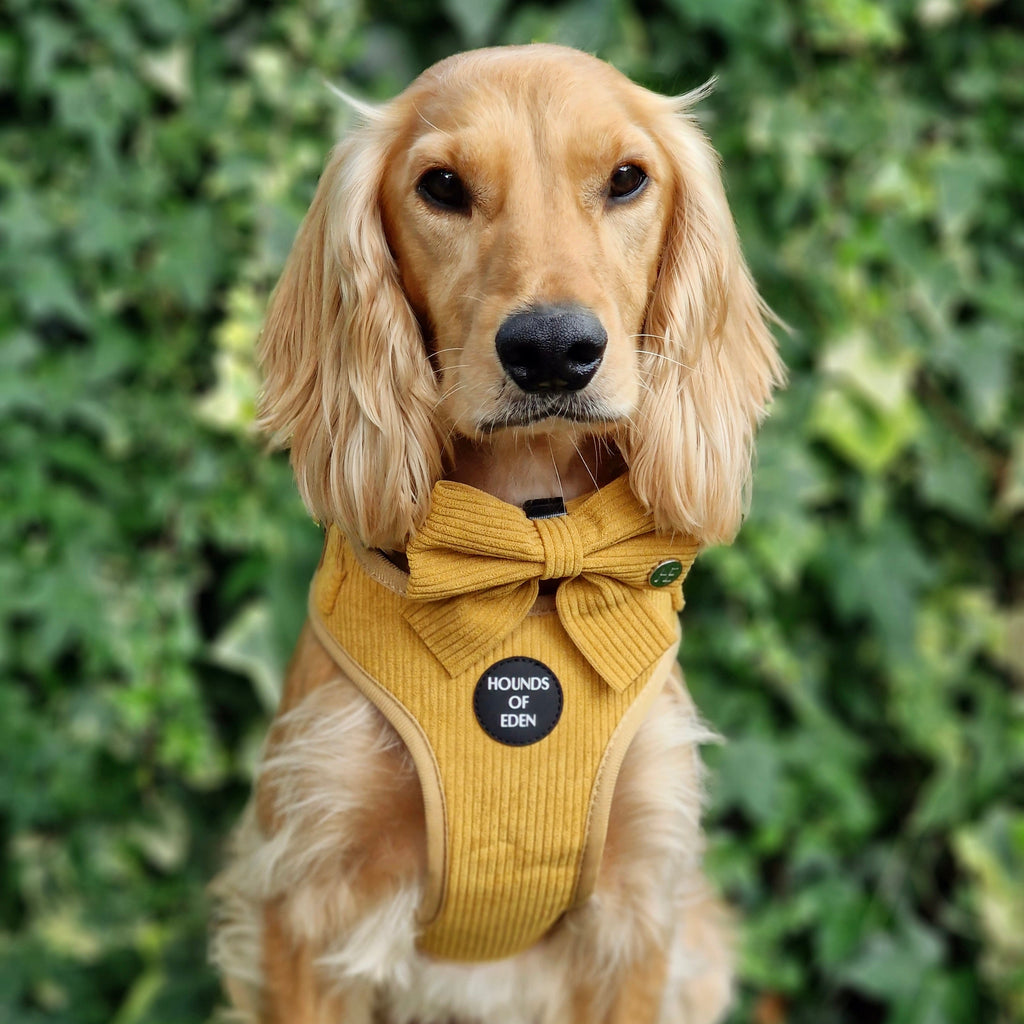 Mustard Yellow Corduroy Collar
