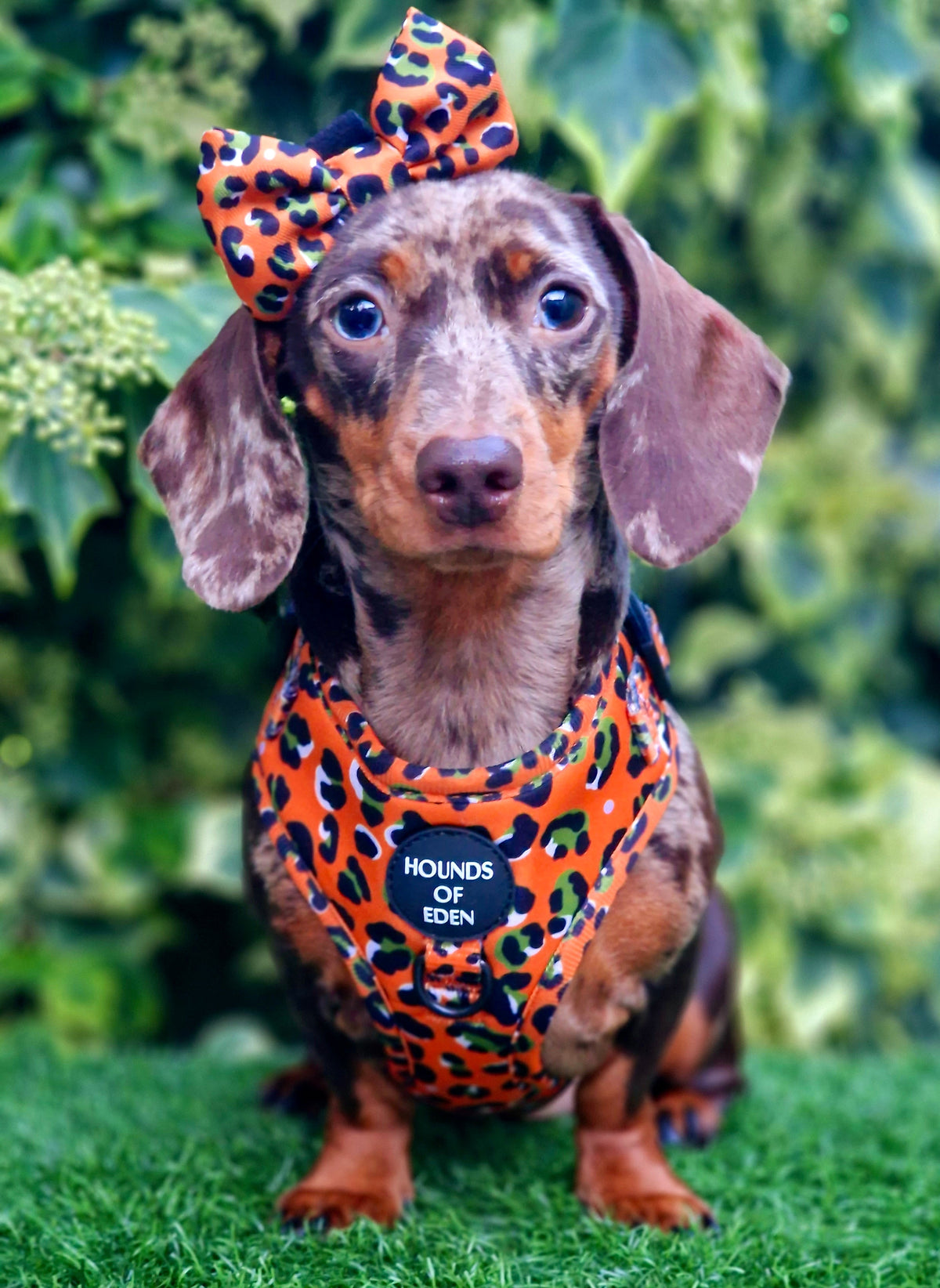 Burnt Orange Leopard Design Dog Lead