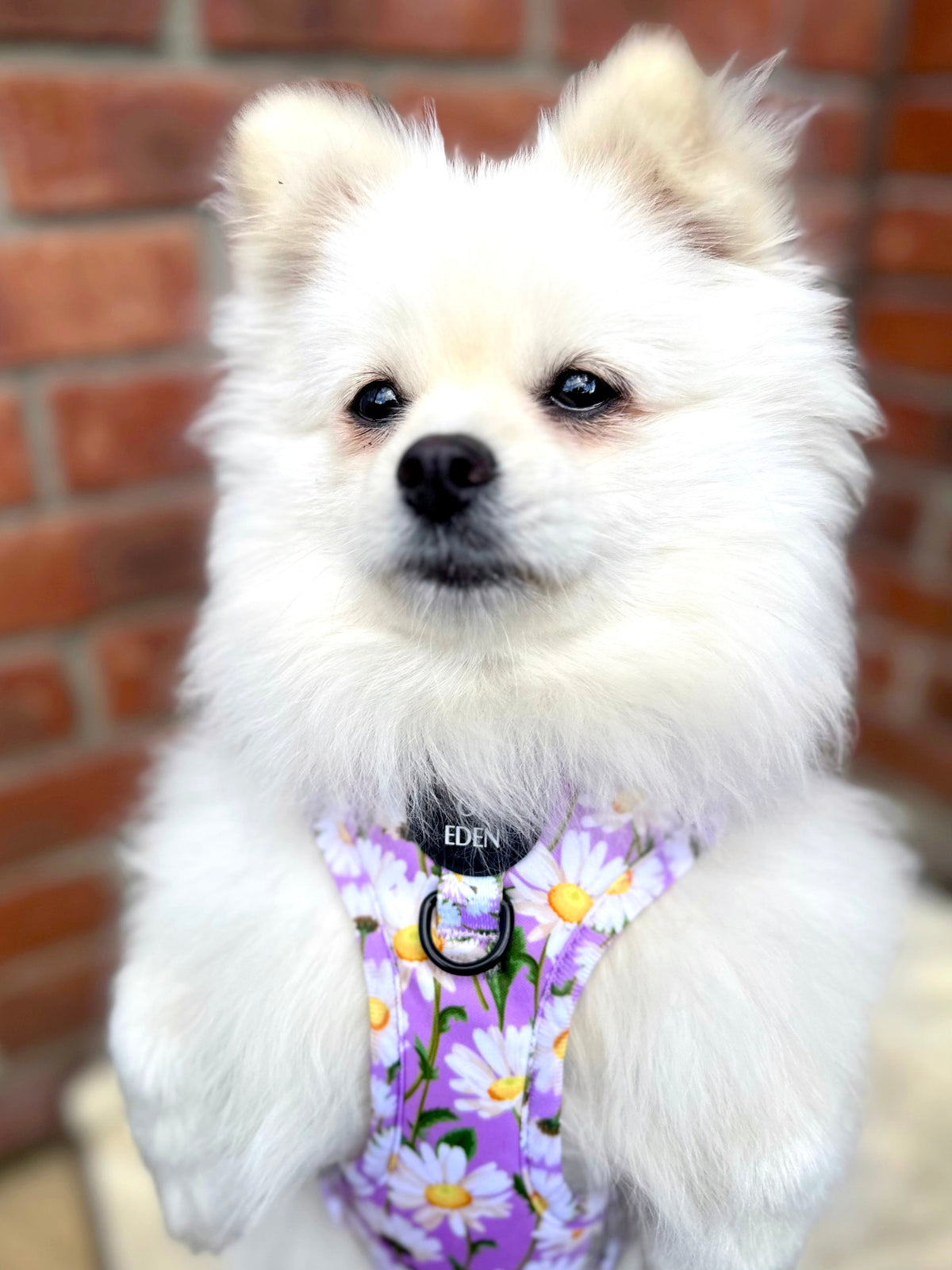 Daisy Dreams Design Dog Harness