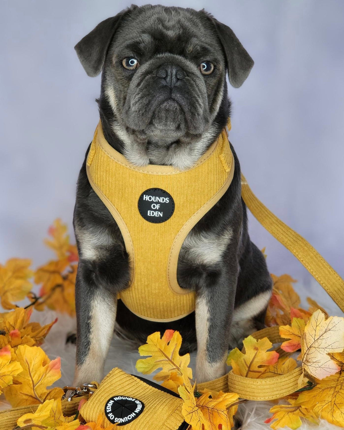 Mustard Yellow Corduroy Collar