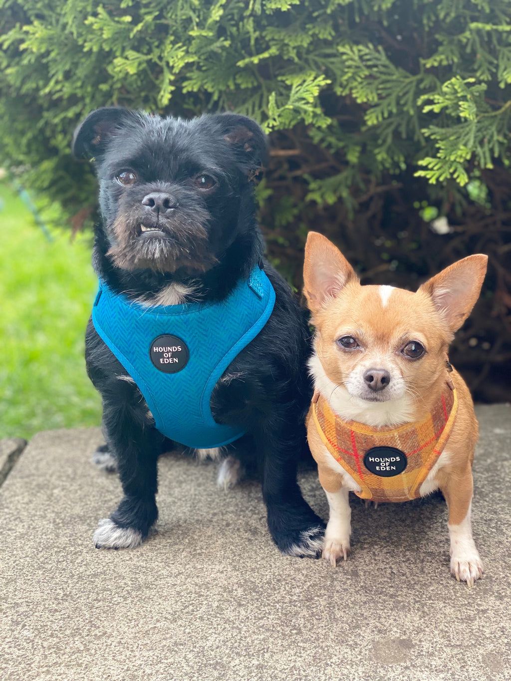 Bruce Blue & Teal Herringbone Tweed-Inspired Dog Harness