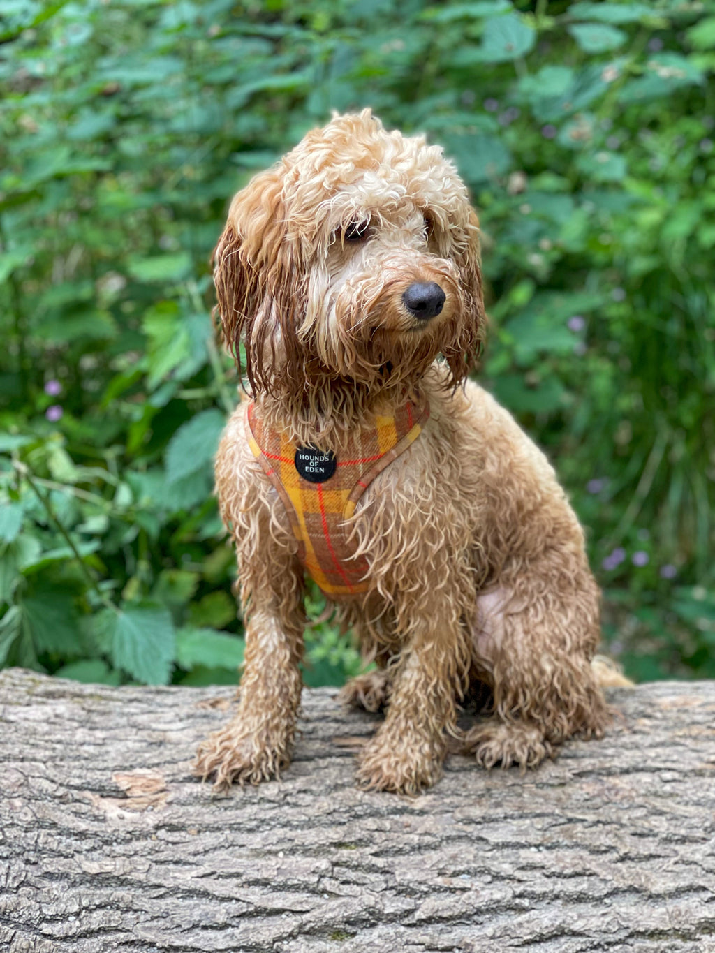Honey Yellow Check Dog Harness