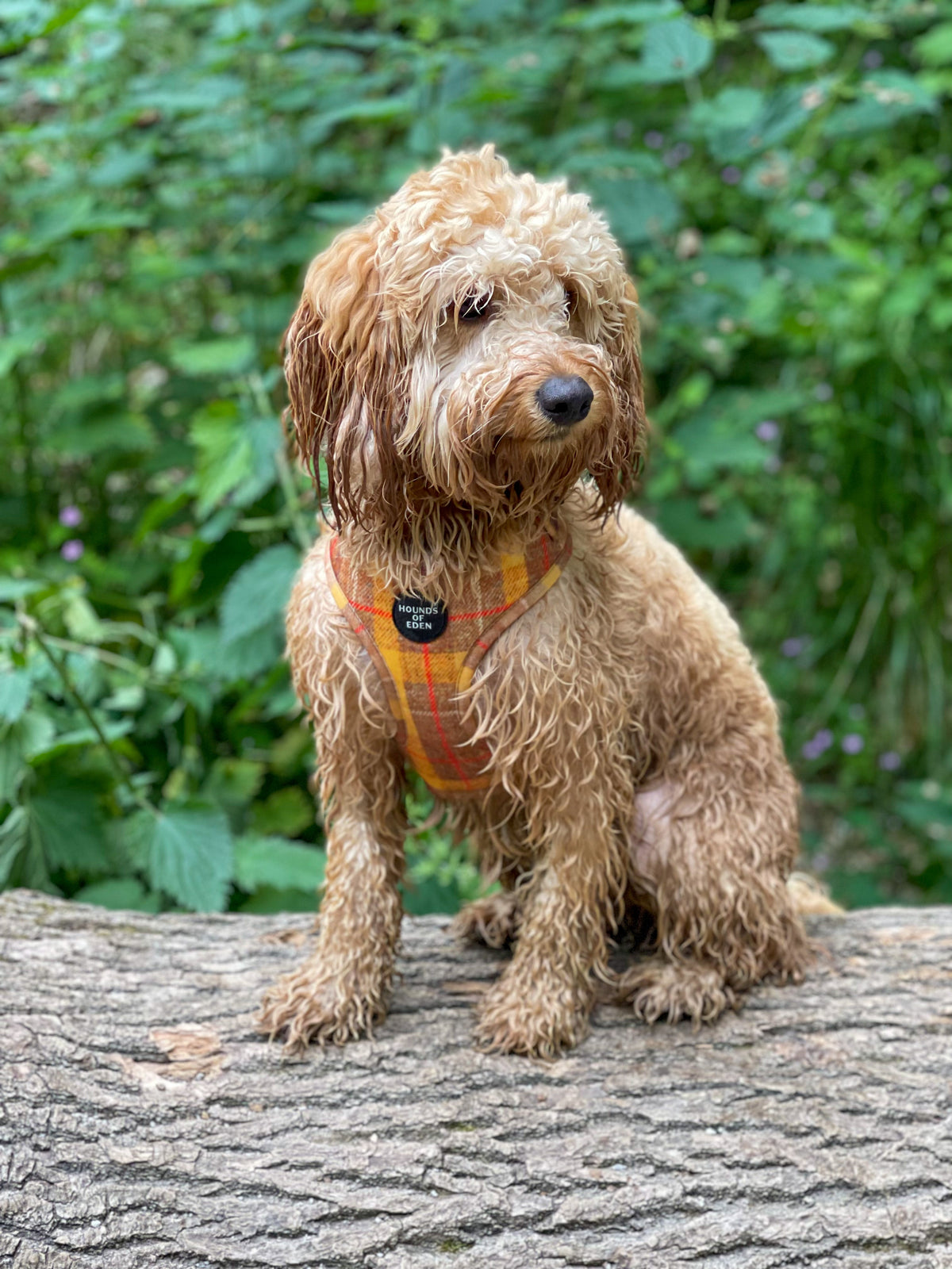 Honey Yellow Check Dog Harness