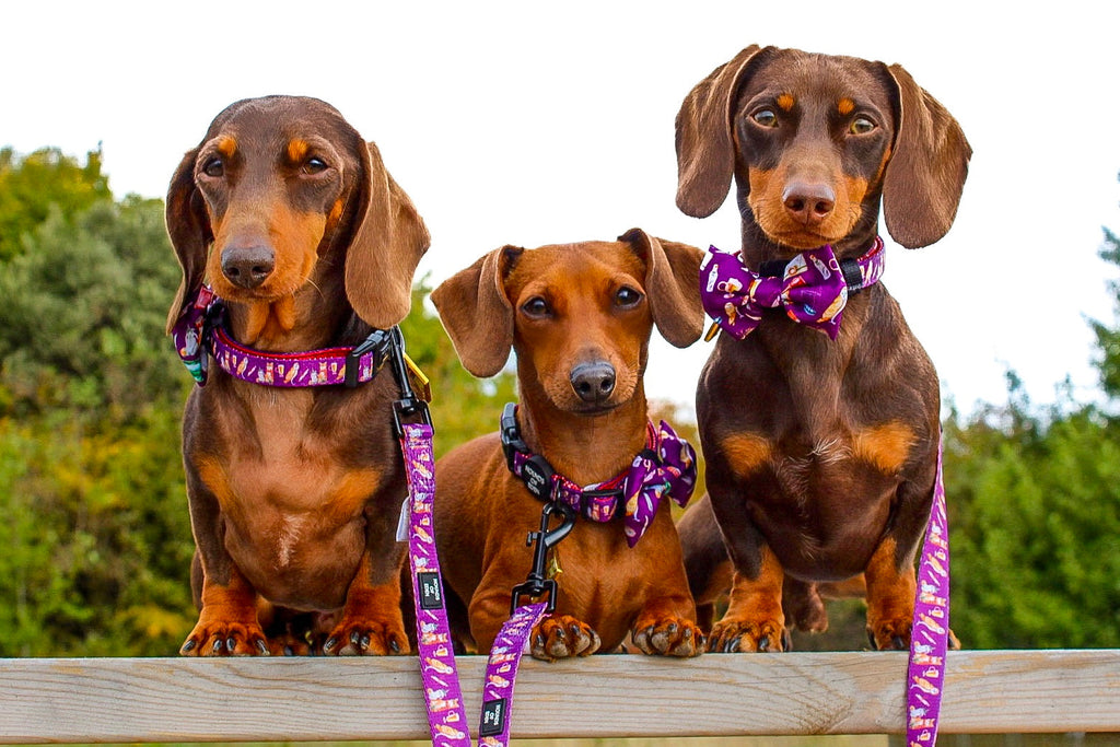 Harry Pawter Design Dog Harness – Hounds of Eden