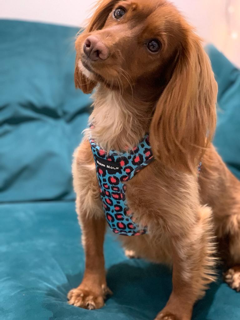 The Willow Mesh Dog Harness
