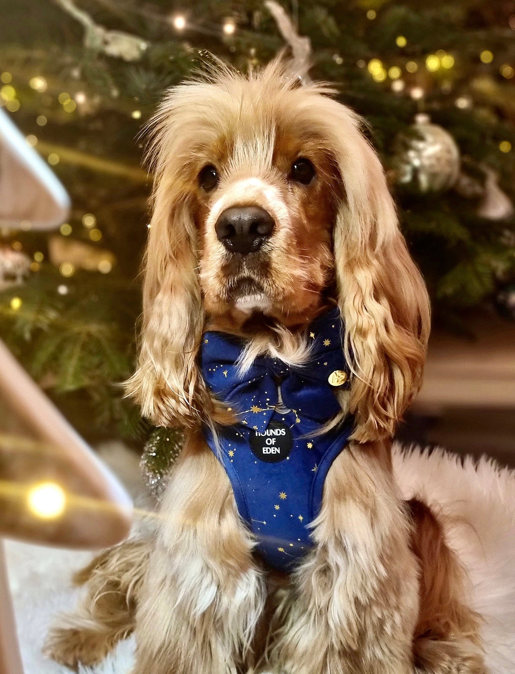 Sapphire Stars Velvet Harness