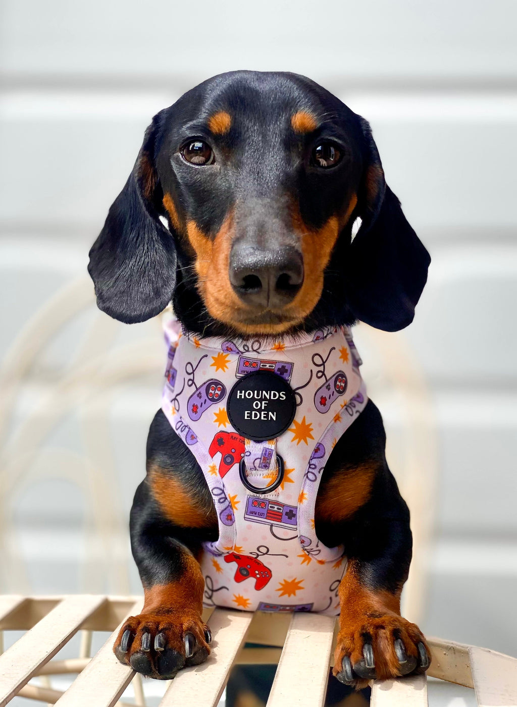 Nintendawg Design Dog Harness