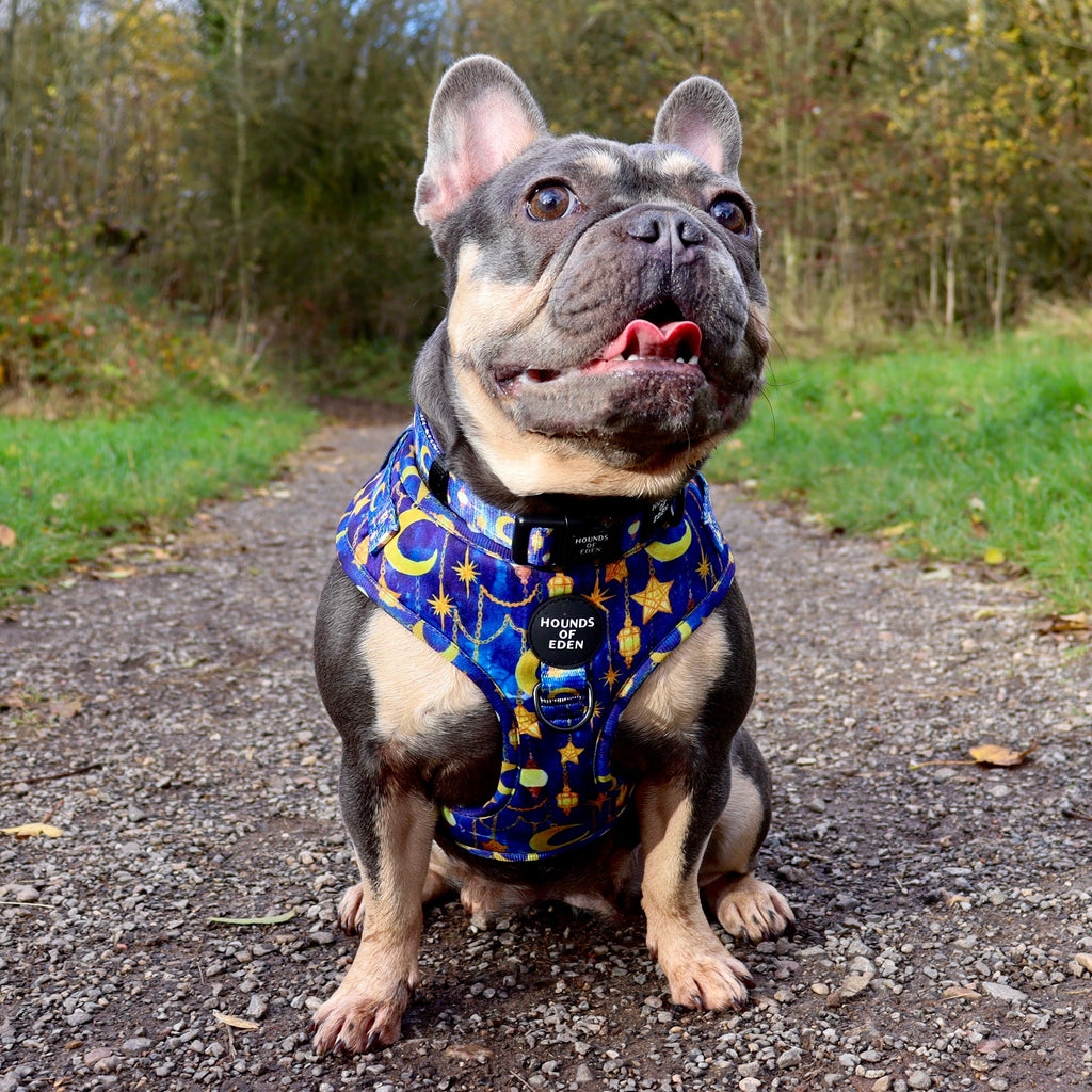 Arabian Nights - Blue and Gold Dog Harness
