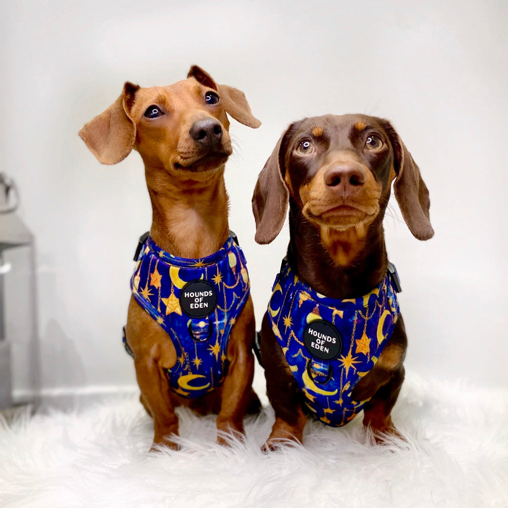 Arabian Nights - Blue and Gold Dog Harness