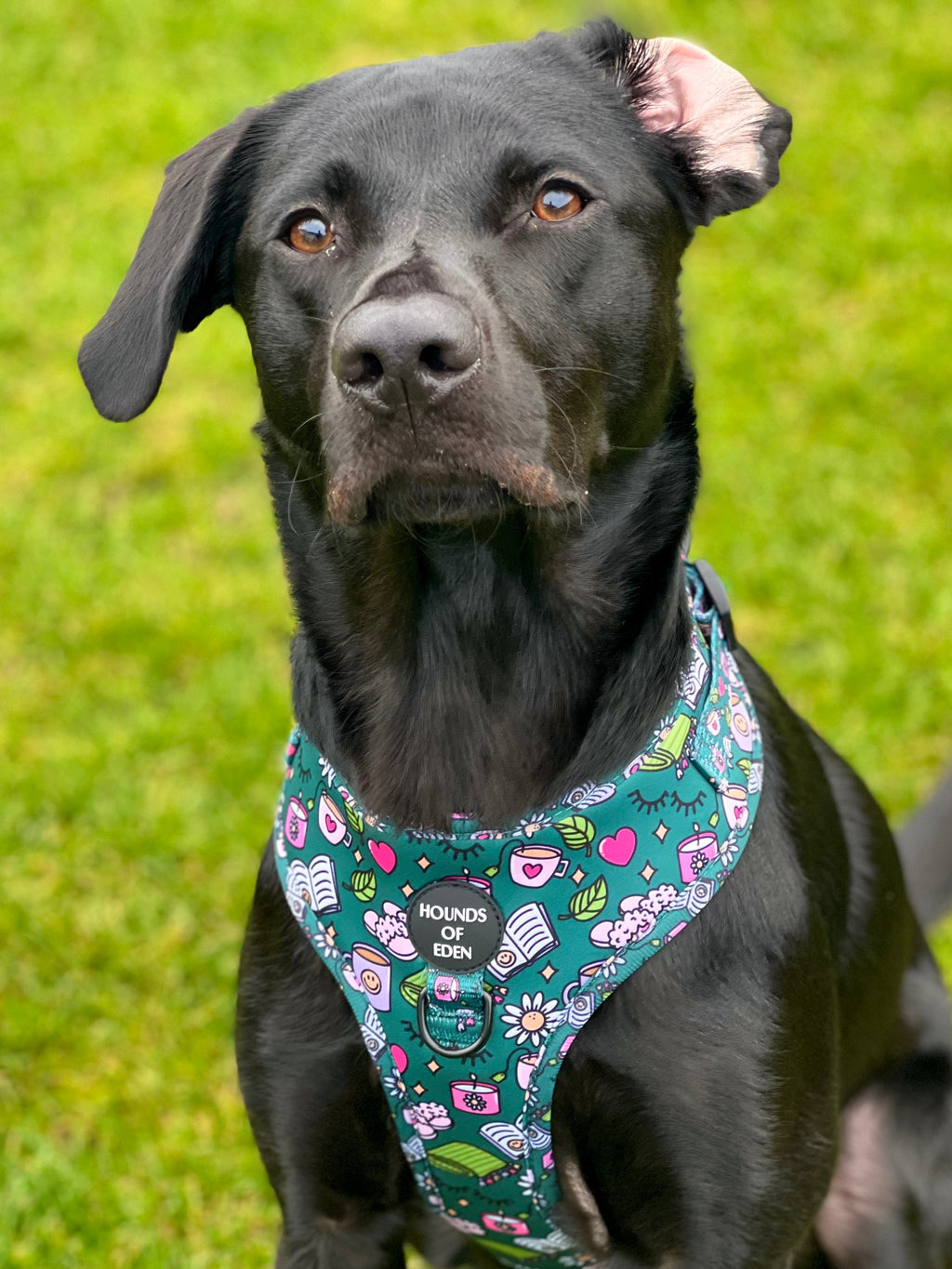 Self Care Design Dog Harness