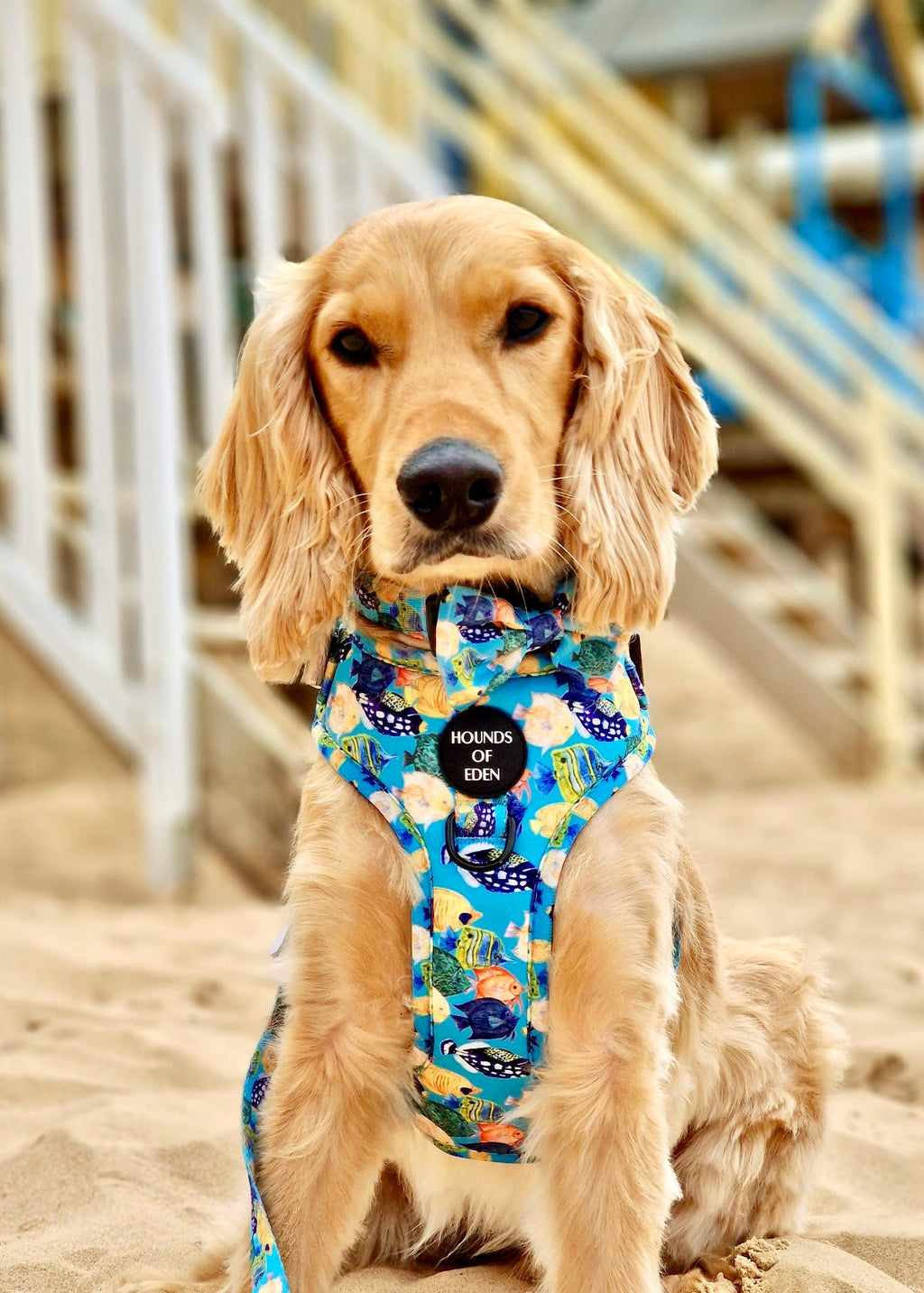 Under The Sea Design Dog Bow Tie