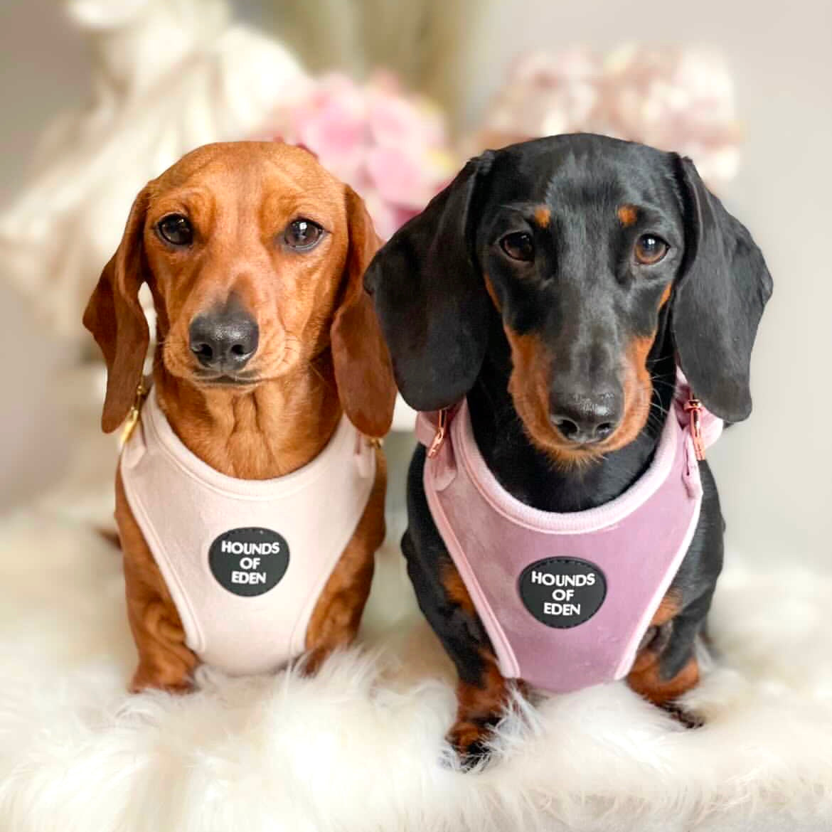 Lilac Dreams Velvet Dog Harness with Rose-Gold Hardware