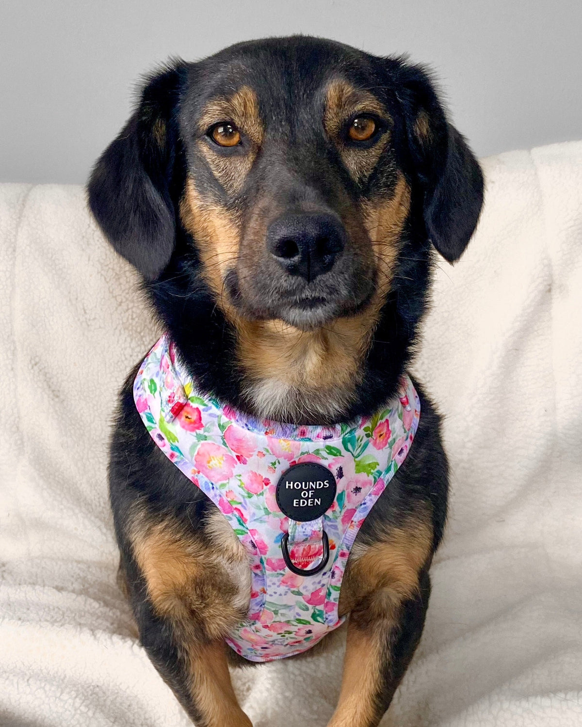 Ziggy's Secret Garden Design Dog Collar