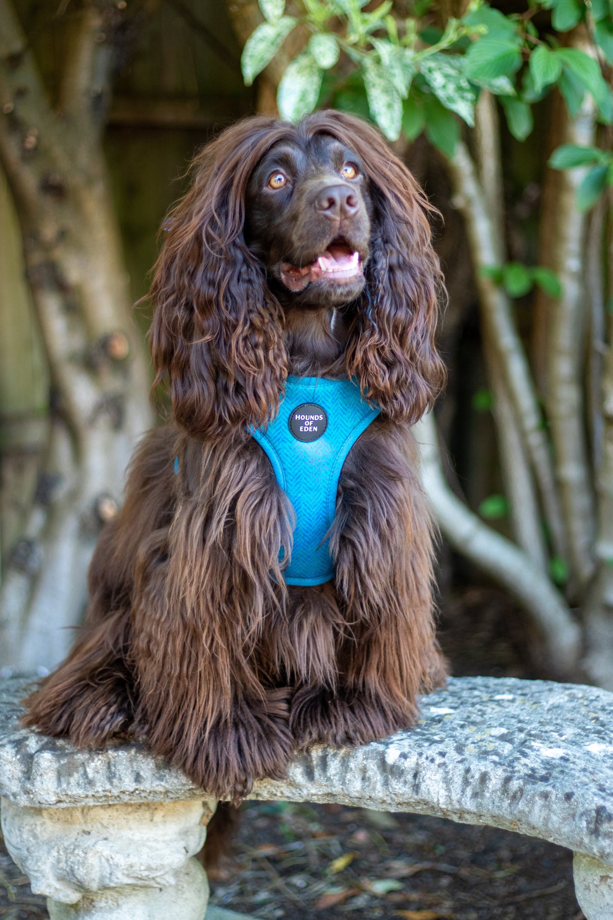 Bruce Blue & Teal Herringbone Tweed-Inspired Dog Harness