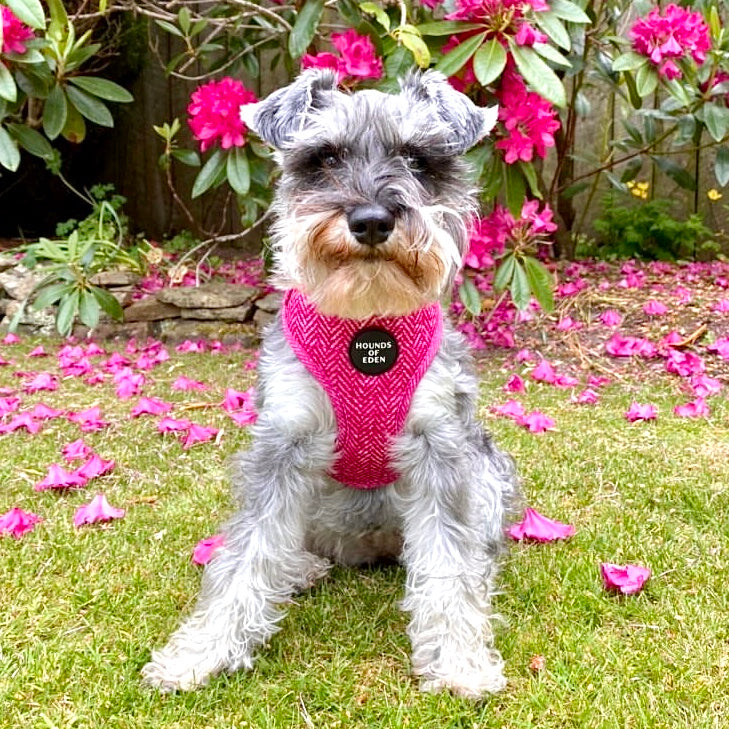 Bella Pink Herringbone Dog Harness