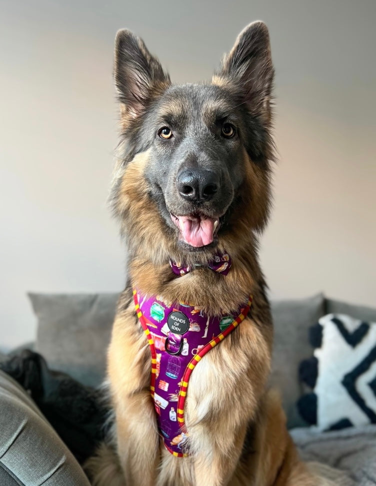Harry Pawter Design Dog Harness – Hounds of Eden
