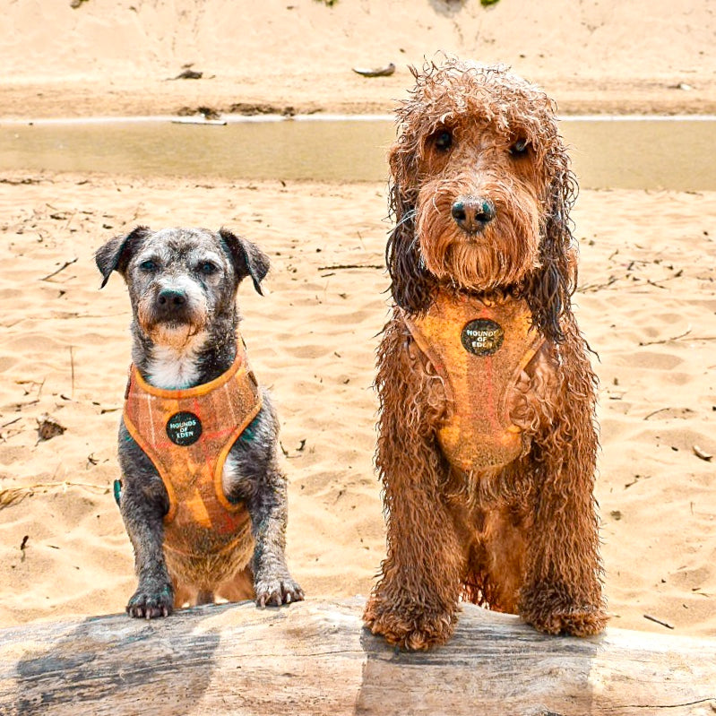 Honey Yellow Check Dog Harness