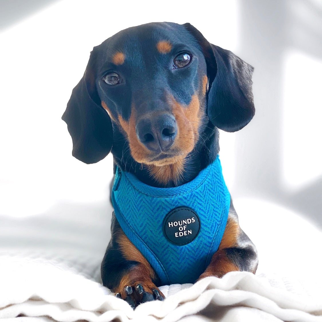 Bruce Blue & Teal Herringbone Tweed-Inspired Dog Harness