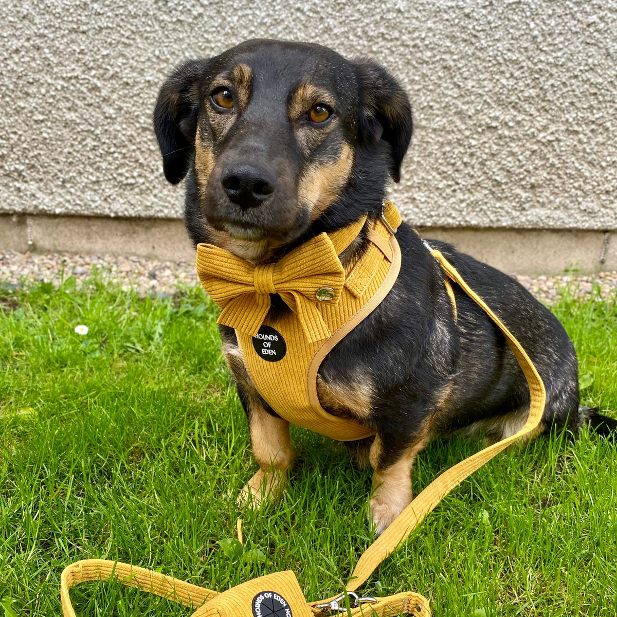 Mustard Yellow Corduroy Collar