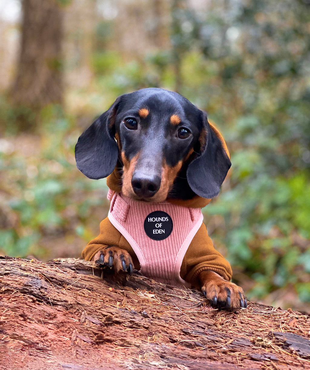 Peach Schnapps - Pink Corduroy Harness
