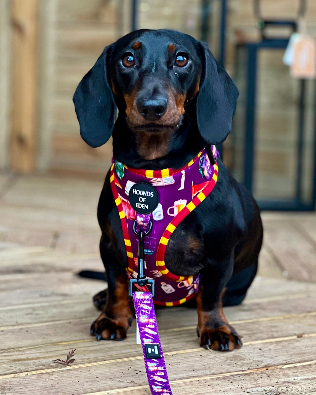 Harry Pawter Dog Collar – Hounds of Eden