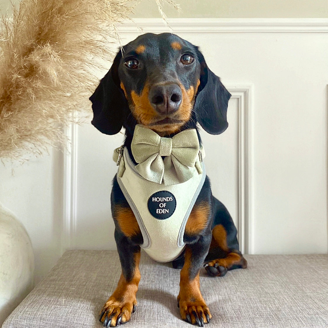 Sage Mist Green Velvet Sailor Dog Bow Tie