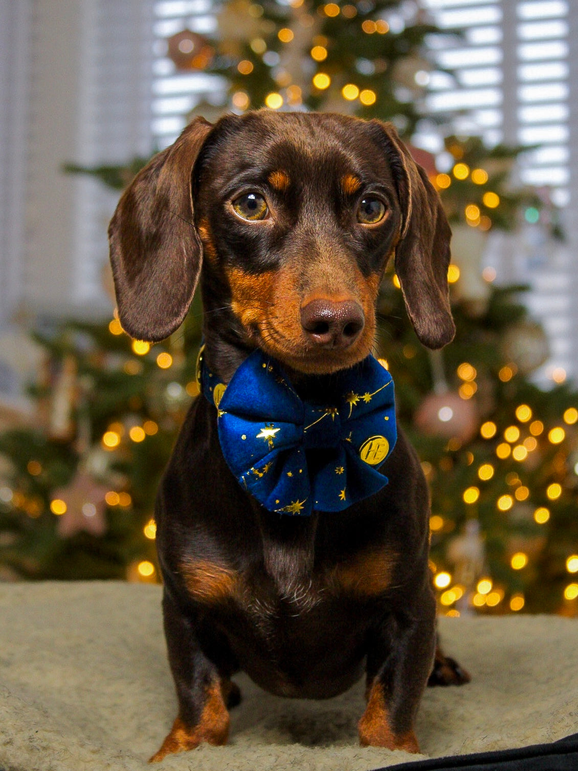 Sapphire Stars Velvet Sailor Bow Tie